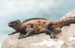 Marine Iguana