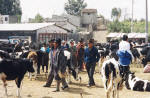 Animal market, Saquisili 