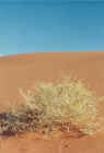 DuneFlora.jpg (121699 bytes)