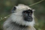 Sariska National Park, India