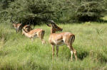 Lake Manyara NP