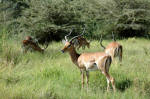 Lake Manyara NP