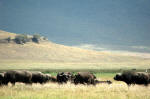 Ngorongoro Conservation Area