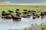 Ngorongoro Conservation Area