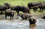 Ngorongoro Conservation Area