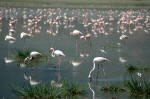 Ngorongoro Conservation Area