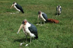 Ngorongoro Conservation Area