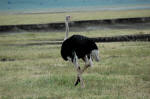 Ngorongoro Conservation Area