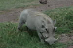 Ngorongoro Conservation Area