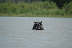 Selous Game Reserve