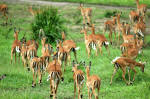 Selous Game Reserve