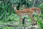 Selous Game Reserve