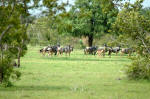 Selous Game Reserve