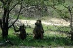 Selous Game Reserve