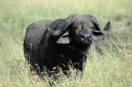 Serengeti National Park