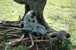 Serengeti National Park