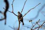 The name of this bird was provided by Glenn Morgan of Oregon, USA